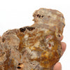 Wholesale high quality various sizes of natural wood fossil wood chips cut petrified wood