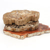 Wholesale high quality various sizes of natural wood fossil wood chips cut petrified wood