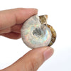 Natural Fossil Conch Necklace Flash Stone Agate Slice Pendant